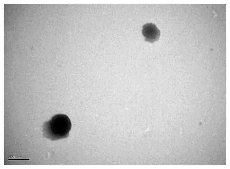 一种以苯硼酸酯为连接单元的雷公藤红素前药自组装纳米粒及其制备方法和应用